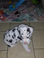 Gracie Lynn, a  Great Dane for sale in Chillicothe, OH – Photo 3 of 6