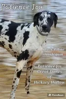 Gracie Lynn, a  Great Dane for sale in Chillicothe, OH – Photo 5 of 6