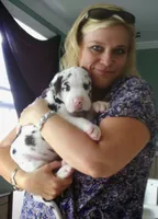 Gracie Lynn, a  Great Dane for sale in Chillicothe, OH – Photo 4 of 6