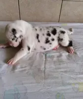 Gracie Lynn, a  Great Dane for sale in Chillicothe, OH – Photo 2 of 6