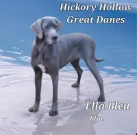 Elijah Elliot, a  Great Dane for sale in Chillicothe, OH – Photo 5 of 8