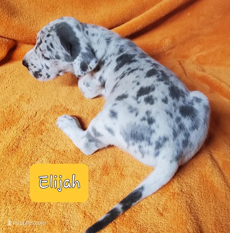 Elijah Elliot – Great Dane puppy for sale in Chillicothe, OH