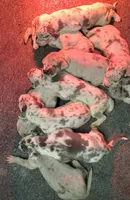 Elijah Elliot, a  Great Dane for sale in Chillicothe, OH – Photo 4 of 8