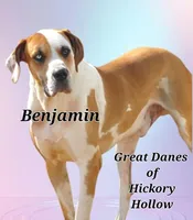 Elijah Elliot, a  Great Dane for sale in Chillicothe, OH – Photo 6 of 8