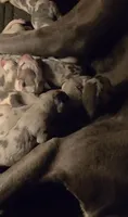 September puppies born, a male Great Dane for sale in Chillicothe, OH – 9 of 10