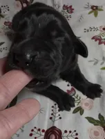 Gidget, a female Great Dane for sale in Chillicothe, OH – 3 of 5