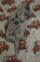 September puppies are here!!!, a male Great Dane for sale in Chillicothe, OH – 4 of 9