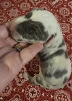 Fancy Pants, a female Great Dane for sale in Chillicothe, OH – 6 of 10