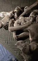 September puppies born, a male Great Dane for sale in Chillicothe, OH – 8 of 10