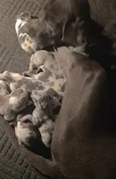 September puppies born, a male Great Dane for sale in Chillicothe, OH – 7 of 10