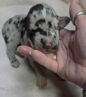 Jewel DOB 6/5/26, a female Great Dane for sale in Chillicothe, OH – 4 of 10