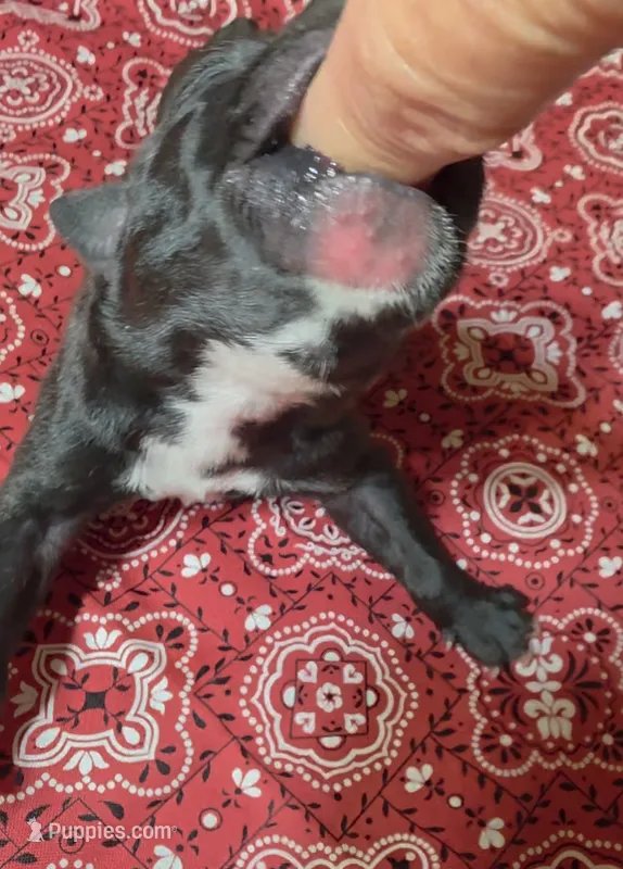 HOLDEN – Great Dane puppy for sale in Chillicothe, OH