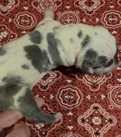 Miss Bossy Britches, a female Great Dane for sale in Chillicothe, OH – 9 of 9