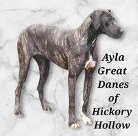Aribella newborn , a female Great Dane for sale in Chillicothe, OH – 3 of 7