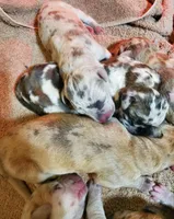 Sarge, a  Great Dane for sale in Chillicothe, OH – Photo 4 of 7