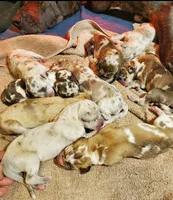 Sarge, a  Great Dane for sale in Chillicothe, OH – Photo 3 of 7