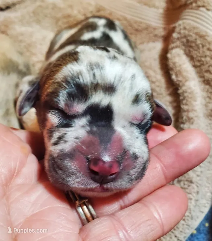 Sarge – Great Dane puppy for sale in Chillicothe, OH