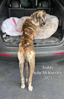 Tessa, a  Great Dane for sale in Chillicothe, OH – Photo 5 of 6