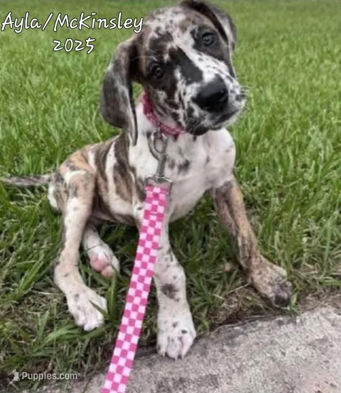 Tessa – Great Dane puppy for sale in Chillicothe, OH