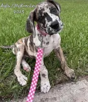 Tessa, a  Great Dane for sale in Chillicothe, OH – Photo 1 of 6