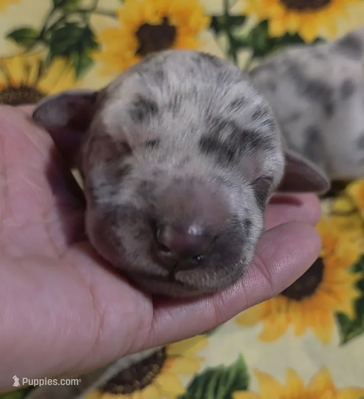 Charlotte  – Great Dane puppy for sale in Chillicothe, OH