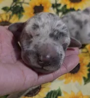 Charlotte , a female Great Dane for sale in Chillicothe, OH – 1 of 9