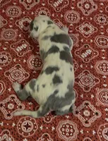 Miss Bossy Britches, a female Great Dane for sale in Chillicothe, OH – 8 of 9