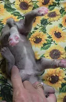 Chelsea 6/5/26 DOB, a female Great Dane for sale in Chillicothe, OH – 2 of 9