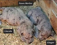 Everett, a  Great Dane for sale in Chillicothe, OH – Photo 5 of 6