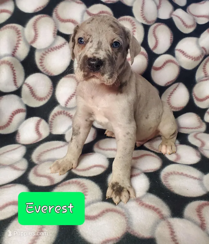 Everett – Great Dane puppy for sale in Chillicothe, OH