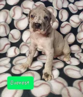 Everett, a  Great Dane for sale in Chillicothe, OH – Photo 1 of 6