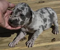 Sweet Girl, a female Great Dane for sale in Chillicothe, OH – 1 of 9