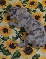 Charlotte , a female Great Dane for sale in Chillicothe, OH – 4 of 9