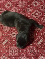 HOLDEN, a male Great Dane for sale in Chillicothe, OH – 5 of 8