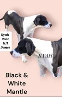 Sampson, a  Great Dane for sale in Chillicothe, OH – Photo 9 of 10