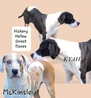 Sampson, a  Great Dane for sale in Chillicothe, OH – Photo 8 of 10