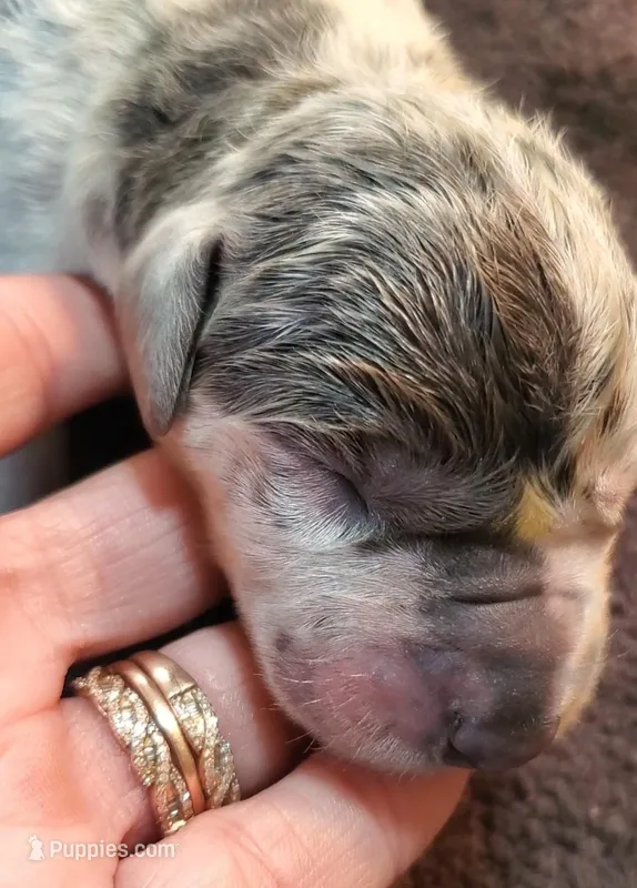 Sampson – Great Dane puppy for sale in Chillicothe, OH