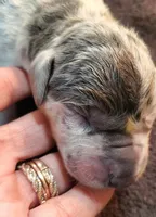 Sampson, a  Great Dane for sale in Chillicothe, OH – Photo 1 of 10