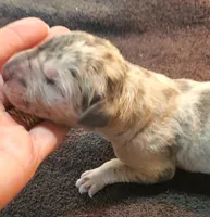 Sampson, a  Great Dane for sale in Chillicothe, OH – Photo 6 of 10