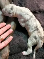 Sampson, a  Great Dane for sale in Chillicothe, OH – Photo 2 of 10