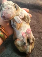 Sampson, a  Great Dane for sale in Chillicothe, OH – Photo 5 of 10