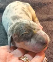 Sampson, a  Great Dane for sale in Chillicothe, OH – Photo 4 of 10