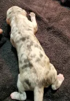 Sampson, a  Great Dane for sale in Chillicothe, OH – Photo 3 of 10