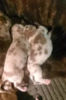 Aribella newborn , a female Great Dane for sale in Chillicothe, OH – 5 of 7