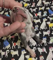 Bailey Bleu, a male Great Dane for sale in Chillicothe, OH – 6 of 7