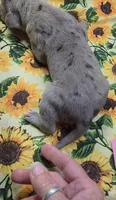 Chelsea 6/5/26 DOB, a female Great Dane for sale in Chillicothe, OH – 9 of 9