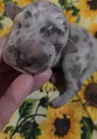 Charlotte , a female Great Dane for sale in Chillicothe, OH – 5 of 9