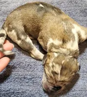 Benjamin , a  Great Dane for sale in Chillicothe, OH – Photo 2 of 9