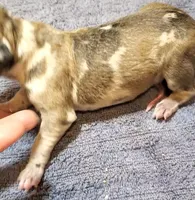 Benjamin , a  Great Dane for sale in Chillicothe, OH – Photo 4 of 9