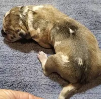 Benjamin , a  Great Dane for sale in Chillicothe, OH – Photo 6 of 9